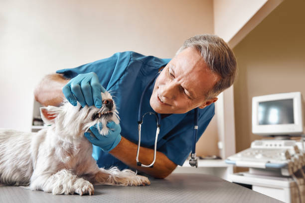Best Pediatric Emergency Dentist in Pinellas Park, FL