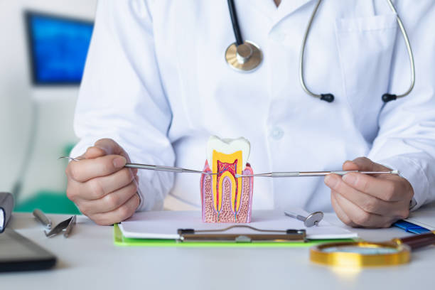 Best Emergency Root Canal Treatment in Pinellas Park, FL